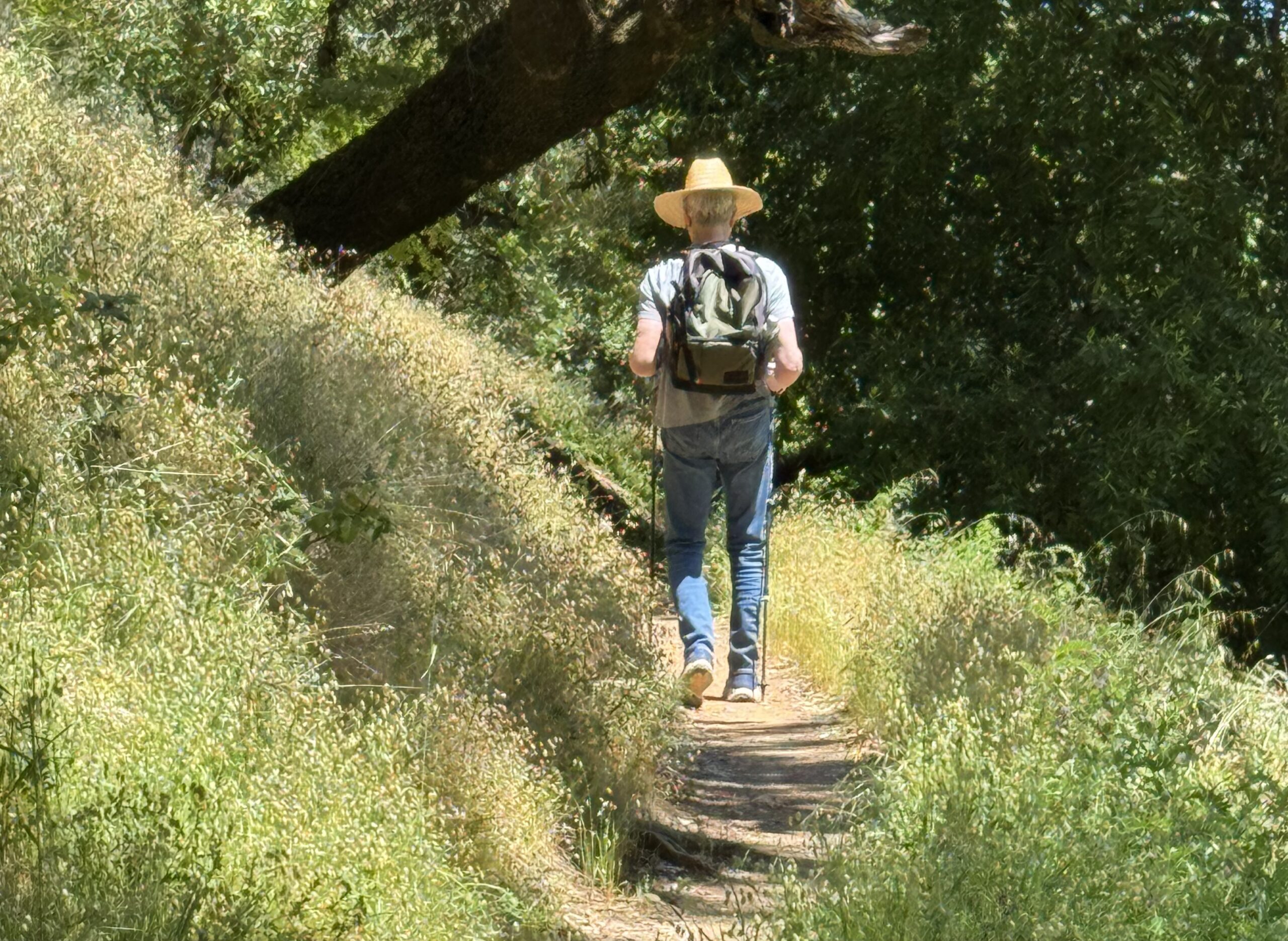 Kiki's husband walks away from the camera up a path under an oaktree, using walking sticks.